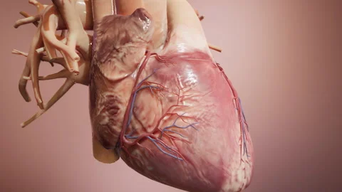 Isolated Heart Beating 3D Vidéo 130581253