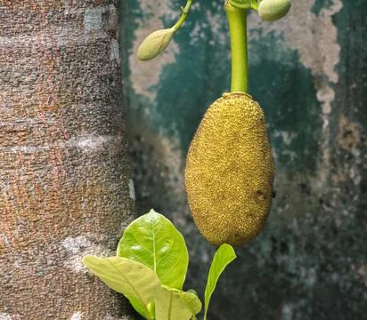 Isolated heavy Jackfruit hangs in the tree trunk, raw fruit grows to ideal si Stock Photos
