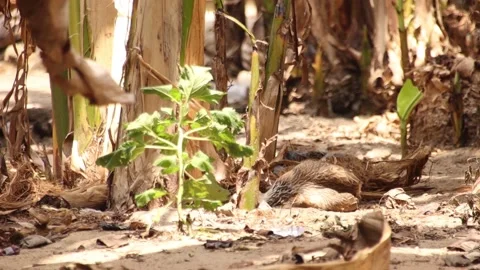 Isolated hen going crazy in the bush Stock Footage 172084143