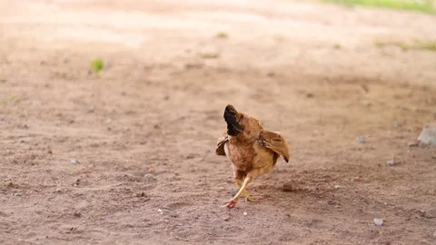 Isolated hen walking in an open place with feathers wide open Stock Footage 172001446