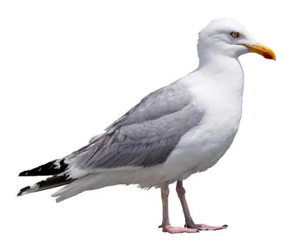 Isolated Herring gull Stock-Fotos