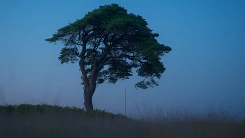 Isolated Hilltop Tree Against Pale Pre Sunrise Sky 4K Stock Footage 341680875
