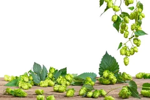 Isolated hops on the white background, Foto stock