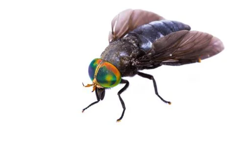 Isolated of horse fly Stock Photos