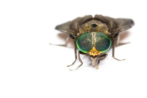 Isolated of horse fly Stock Photos