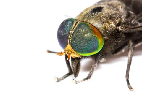 Isolated of horse fly Stock Photos