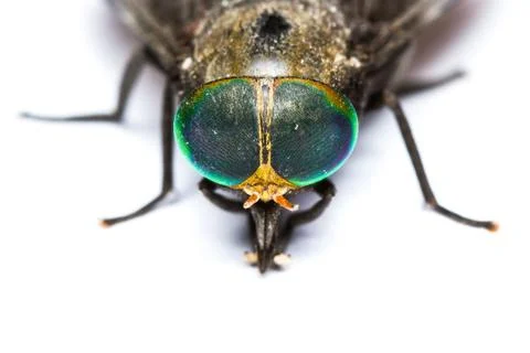 Isolated of horse fly Stock Photos