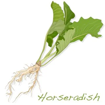Isolated horseradish root vector Stock Illustration