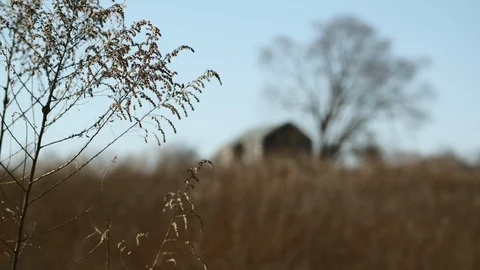 Isolated House and Tree with Rack Focus Stock Footage 127260753