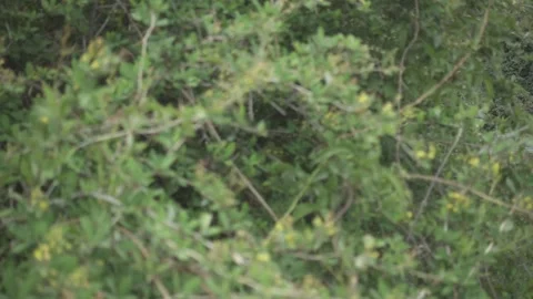 Isolated House in woods/forest/mountains. Stock Footage 132295391