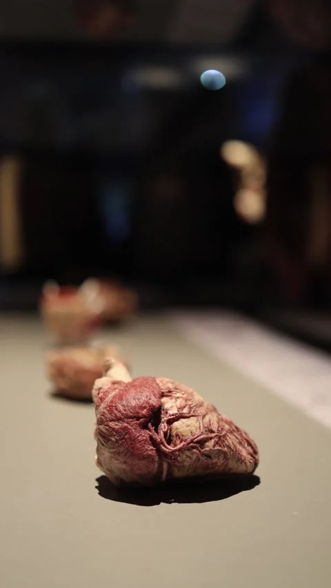 Isolated human heart display Stock Footage 331233127