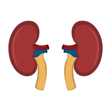 Isolated human kidneys Stock Illustration