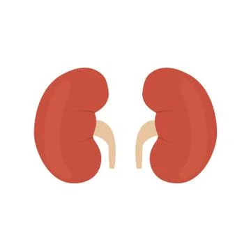 Isolated human kidneys Stock Illustration