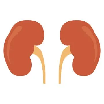 Isolated human kidneys Stock Illustration