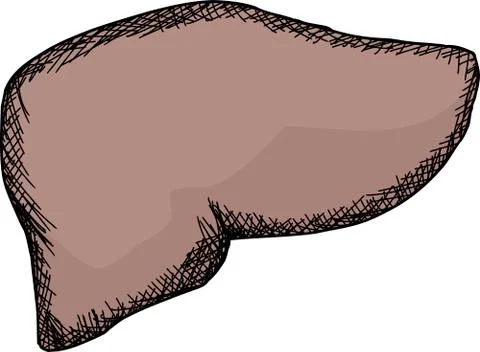 Isolated human liver Stock Illustration