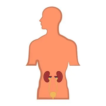 Isolated human urinary system in a man body Stock Illustration