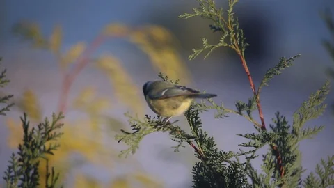 An isolated humming bird on a tree Stock Footage 120702942