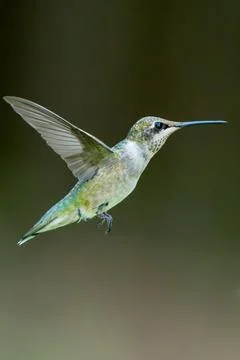 Isolated Hummingbird Stock Photos