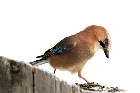 Isolated hungry  eurasian jay Stock Photos
