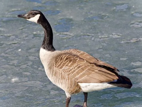 Isolated image of a Canada goose standing on ice Stock Photos
