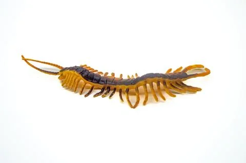 Isolated image of a centipede with a segmented body and numerous legs, show.. Stock Photos