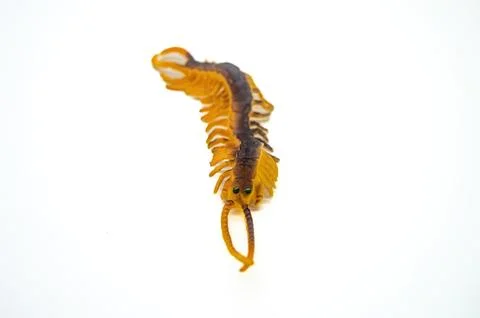 Isolated image of a centipede with a segmented body and numerous legs, show.. Stock Photos