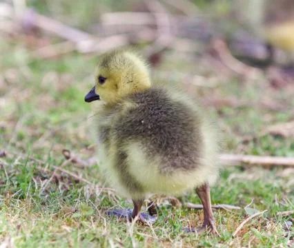 Isolated image of a chick of Canada geese Stock Photos