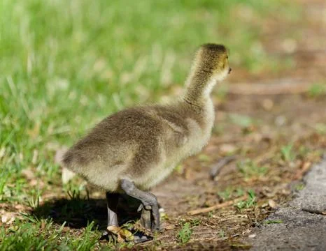 Isolated image of a cute chick of Canada geese Stock Photos