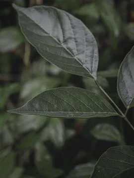 Isolated Image of a Diagonal leaf Branch Stock Photos