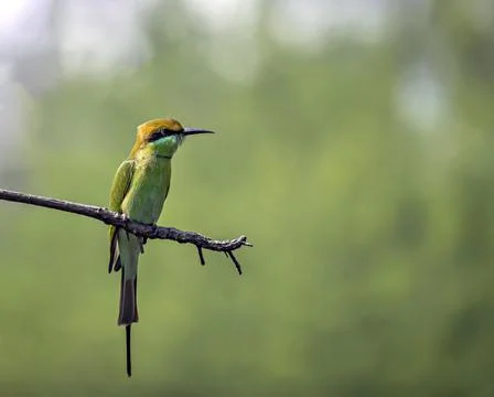 Isolated image of Green Bee eater(Merops orientalis) bird , sitting on a tree Stock Photos