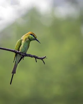 Isolated image of Green Bee eater(Merops orientalis) bird , sitting on a tree Stock Photos