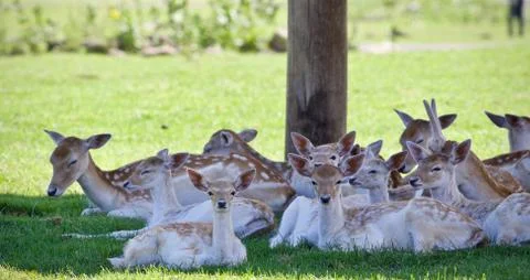 Isolated image of a group of cute small deer Stock Photos