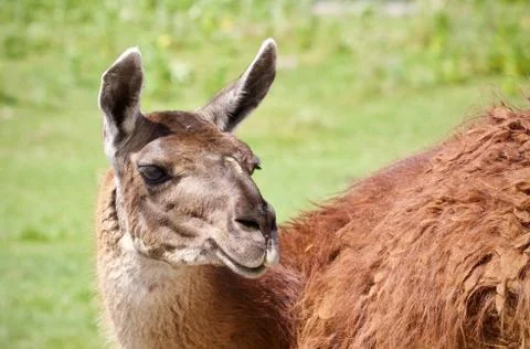 Isolated image of a llama looking at camera Stock Photos