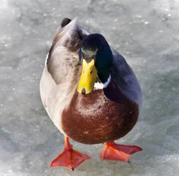 Isolated image of a mallard standing on ice Stock Photos