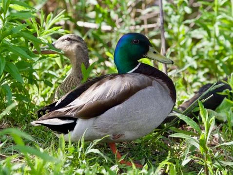 Isolated image of a pair of mallards standing Stock Photos