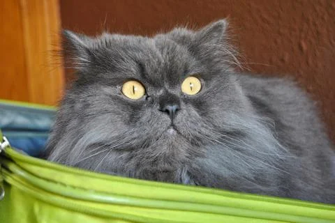 Isolated image of a Persian cat inside a suitcase. grey cat. Stock Photos