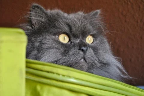 Isolated image of a Persian cat inside a suitcase. grey cat. Stock Photos