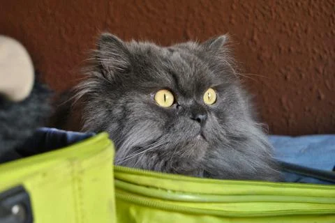 Isolated image of a Persian cat inside a suitcase. grey cat. Stock Photos