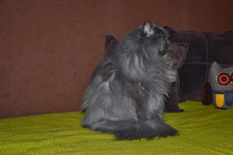 Isolated image of a Persian cat lying on the sofa, grey cat. Foto stock