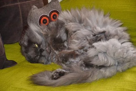 Isolated image of a Persian cat lying on the sofa, grey cat. Foto stock