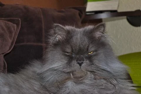 Isolated image of a Persian cat lying on the sofa, grey cat. Stock Photos