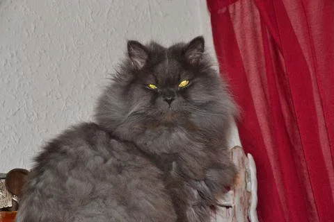 Isolated image of a Persian cat lying on the sofa, grey cat. Stock Photos