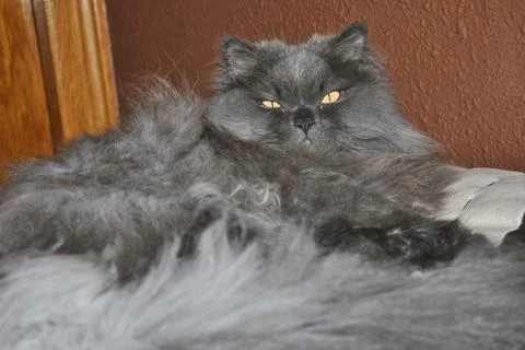 Isolated image of a Persian cat lying on the sofa, grey cat. Stock Photos
