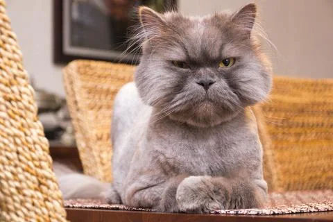 Isolated image of a Persian cat on the table, grey cat. Stock Photos