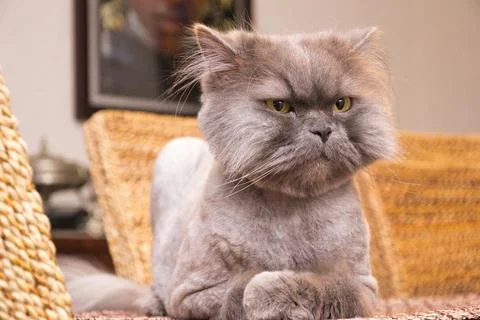 Isolated image of a Persian cat on the table, grey cat. Stock Photos