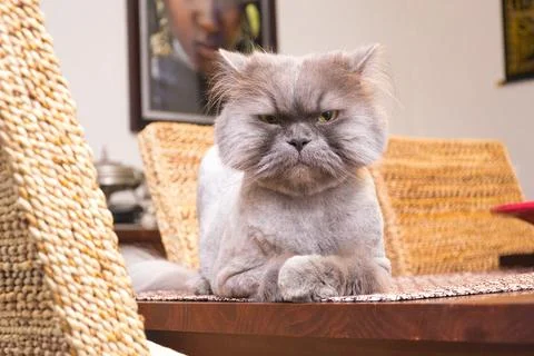 Isolated image of a Persian cat on the table, grey cat. Stock Photos