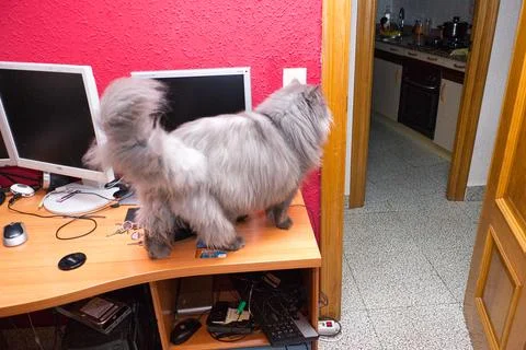 Isolated image of a Persian cat on the table, grey cat. Stock Photos