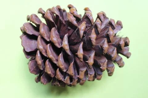 ISOLATED IMAGE OF A PINE FRUIT Stock Photos
