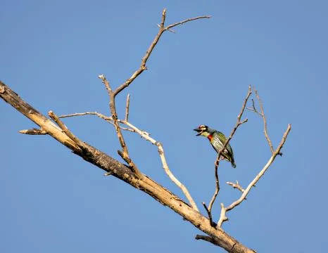 Isolated image of shouting copper smith barbet bird, sitting on dry tree bran Stock Photos