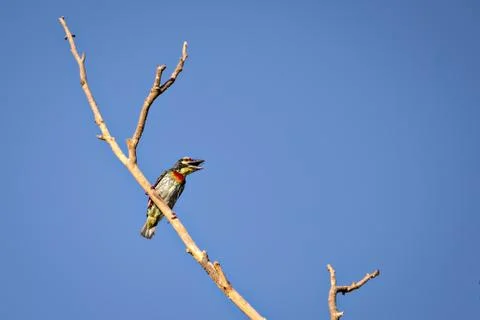 Isolated image of shouting copper smith barbet bird, sitting on a dry tree br Stock Photos